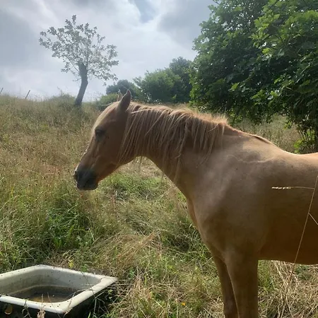 La Casa Azul, Un Oasis De Calma, Vistas Impresionantes Con Piscina, Saltador, Barbacoa Y Acceso Al Río Asón