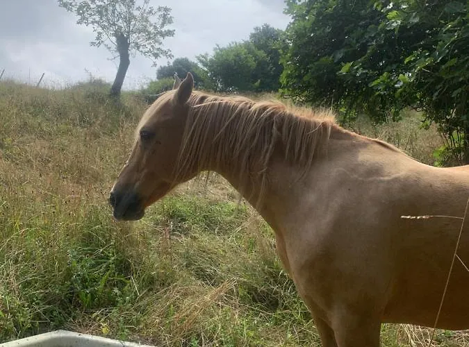 La Casa Azul, Un Oasis De Calma, Vistas Impresionantes Con Piscina, Saltador, Barbacoa Y Acceso Al Rio Ason